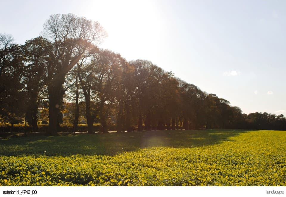 Bomen langs een zonnig weiland